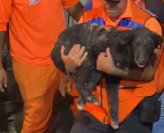Cachorro é resgatado com vida após 35 horas sob escombros de explosão
