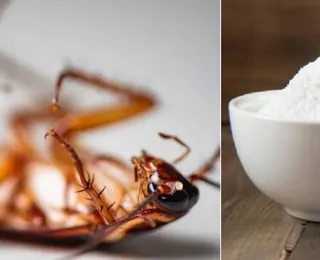 Como se livrar das baratas usando bicarbonato de sódio; guia completo