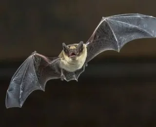 Coronavírus inédito na é descoberto em morcegos brasileiros