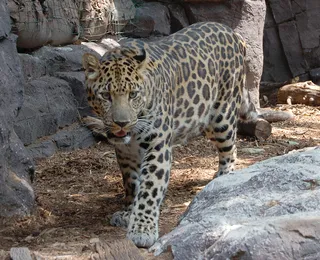 Deu match! Zoológico usa ‘Tinder animal’ para salvar espécie rara