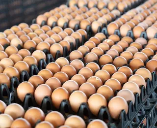 Dia Mundial do Ovo: produção baiana poderia fazer omelete para metade do planeta