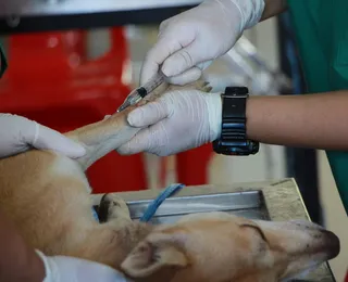 Dia mundial dos animais reforça importância da vacinação