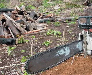 Entre avanços e impasses: agro chega forte à COP 30, mas falha no básico - Imagem