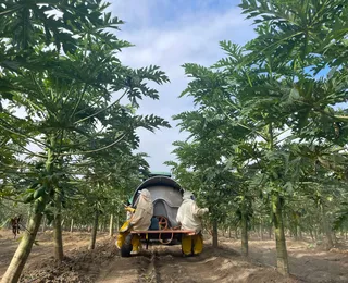 Estudo da Embrapa na COP30: 65,6% do Brasil é preservação nativa