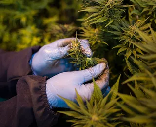 Estudo usa maconha medicinal para tratar psoríase e busca voluntários