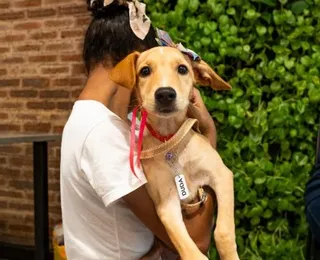 Evento natalino reúne pets para adoção responsável