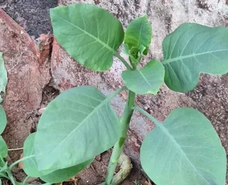 Família é internada em estado grave após comer planta tóxica por engano