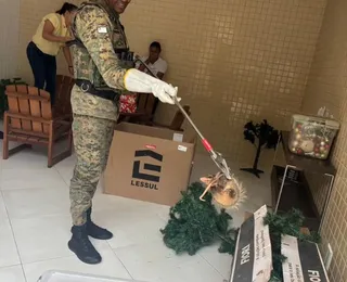 Família encontra sariguês em caixa de enfeites natalinos em Salvador