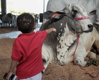 Fenagro 2025: festa do agronegócio na Bahia terá shows, negócios e inovação