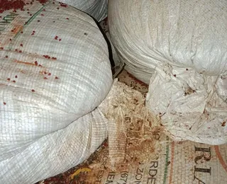 Fezes de ratos são encontradas em fábricas de temperos na Bahia