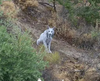 Fim dos tempos? Homem flagra animal conhecido como 'fantasma branco'