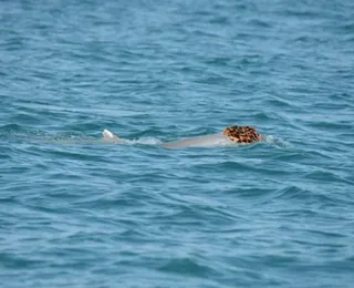 Flagrante inusitado: golfinhos são vistos usando esponjas como chapéus