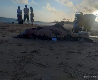 Golfinho é encontrado morto em praia de Salvador