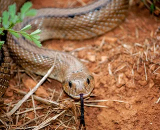 Homem aceita ser engolido por anaconda em programa de TV; assista