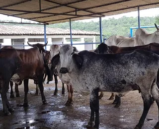 Homem é preso por desviar 700 bois e causar prejuízo de R$ 2 milhões