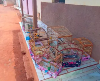 Influenciador é multado em R$ 11,5 mil após vídeos de caça na Bahia