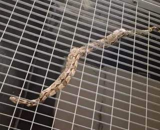 Jiboia é encontrada em estação de metrô de Salvador