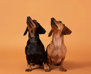 Jogador de futebol surpreende ao clonar cadela que morreu