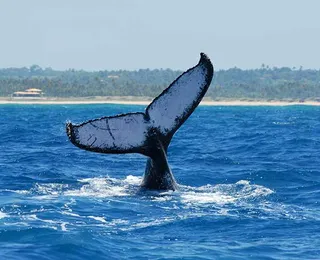 Litoral norte da Bahia recebe festival com ecoturismo e música