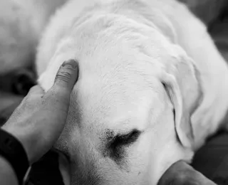 Luto por pets ainda é uma dor silenciosa acolhida por poucos
