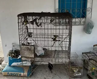 MP-BA denuncia mais de 20 integrantes da maior rede de tráfico de animais