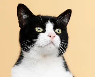 Mulheres gastam fortuna em disputa judicial pela guarda de gato
