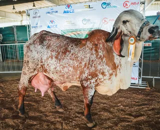 Nelore, Gir e Girolando: conheça as estrelas bovinas da Fenagro 2025