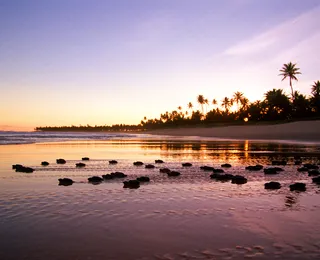 O que fazer no feriadão de 20 de novembro; dicas de programação