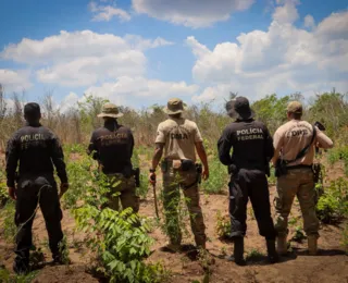 PF combate tráfico e destrói 29 mil pés de maconha em áreas indígenas