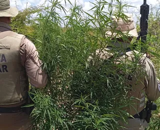 PM queima 23 mil pés de maconha na zona rural de Curaçá