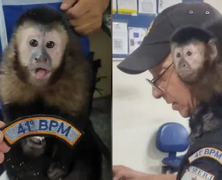 Parceiro do crime? Macaco é resgatado após ser usado em assaltos