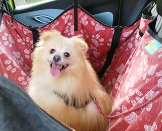 Pet no colo ou na janela é multa gravíssima; veja como viajar com segurança