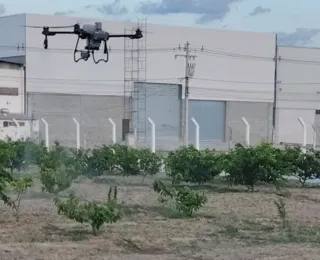 Praga coloca em risco fruticultura do Vale do São Francisco