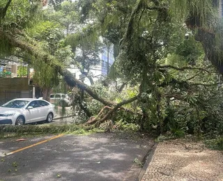 Queda de galho interdita trânsito no Corredor da Vitória