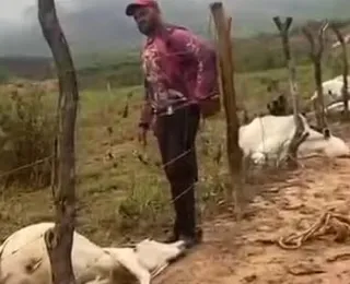 Raio atinge fazenda na Bahia e mata oito bovinos; prejuízo é de R$ 30 mil
