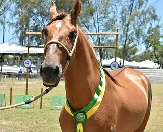 Salvador recebe leilão de cavalos de elite em dezembro