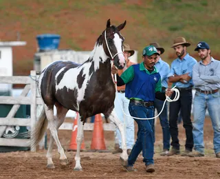 Salvador recebe leilão de cavalos de elite em dezembro