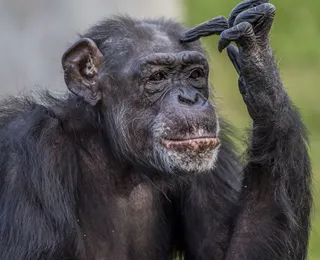 Sertanejo confessa que quase teve parte íntimas mordidas por chimpanzé