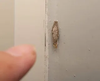 Traças por toda a casa: o que significa e como acabar com elas