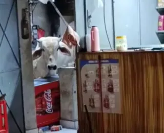 Vaca cai em telhado da cozinha de um bar e causa prejuízos