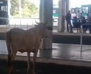 Visita inesperada: boi ‘espera’ ônibus em terminal de Águas Claras