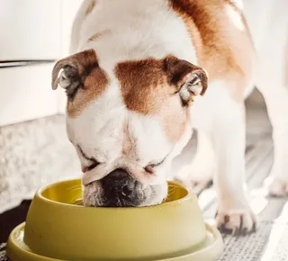 5 alimentos humanos comuns que são tóxicos para seu cão ou gato - Imagem