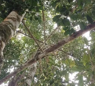 Baixo Sul baiano mantém protagonismo nacional na produção  de cravo-da-índia - Imagem