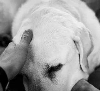 Luto por pets ainda é uma dor silenciosa acolhida por poucos - Imagem