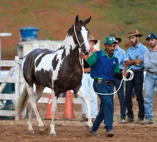 Salvador recebe leilão de cavalos de elite em dezembro - Imagem