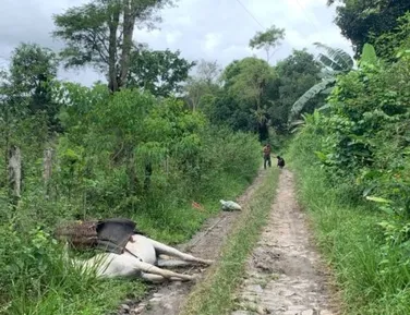 Burro morre após pisar em fio de alta tensão; dono escapa ileso - Imagem
