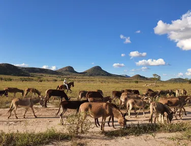 Jumentos: entre o abandono e a revalorização - Imagem