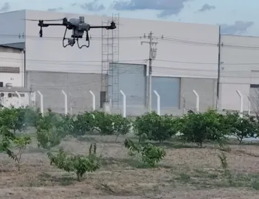 Praga coloca em risco fruticultura do Vale do São Francisco - Imagem