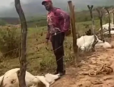 Raio atinge fazenda na Bahia e mata oito bovinos; prejuízo é de R$ 30 mil - Imagem