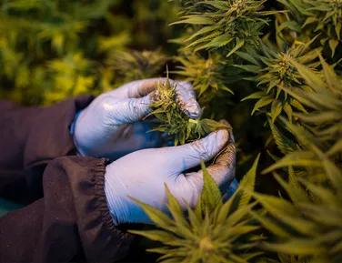 Tá liberado? Anvisa autoriza empresa a cultivar e a pesquisar cannabis - Imagem